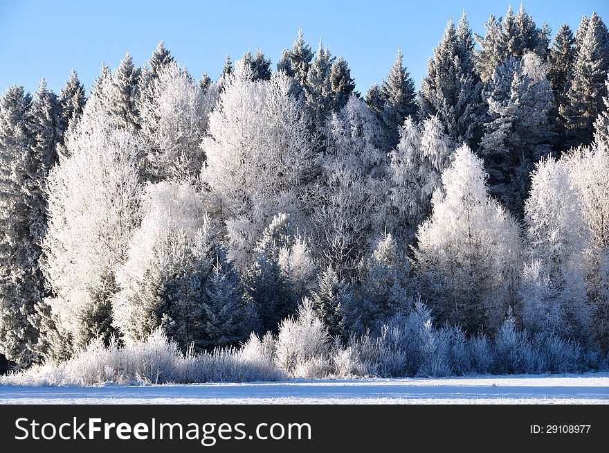Frost covered trees with clear blue sky. Frost covered trees with clear blue sky.