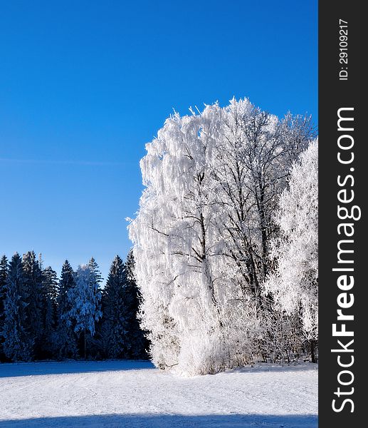 Frost covered trees with clear blue sky.