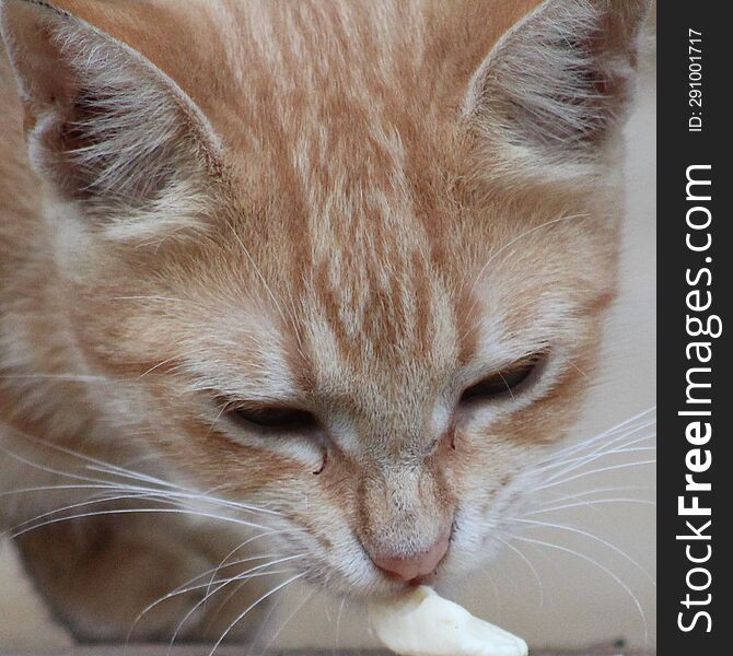 When it comes to feeding your pet human food, you want to make sure you are being safe. If you're looking to give your furry friend a cheesy treat, it may not be the best idea. Read on to learn if cats can eat cheese. When it comes to feeding your pet human food, you want to make sure you are being safe. If you're looking to give your furry friend a cheesy treat, it may not be the best idea. Read on to learn if cats can eat cheese.