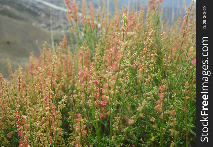 A Red And Green Close Up Bushes