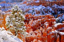 Snow Covered Hoodoos And Pine Trees Stock Photo