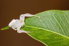 Crab Spider Royalty Free Stock Image
