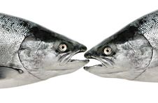Fish Eat Fish Close Up Isolated Stock Images
