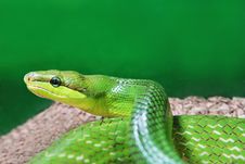 Green Snake Stock Photos Green Snake Stock Photos