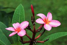 Plumeria Flower Royalty Free Stock Image Plumeria Flower Royalty Free Stock Image