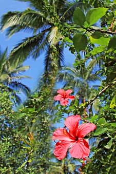 Hibiscus Flower Stock Images Hibiscus Flower Stock Images