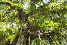 Banyan Tree Stock Image Banyan Tree Stock Image