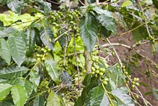 Green Coffee Berries Stock Photo