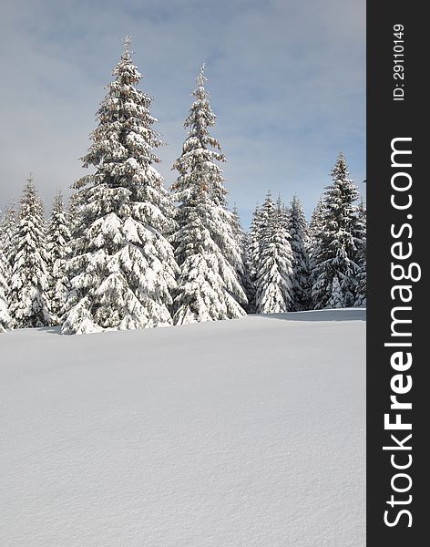 Snowy mountain meadow and fir trees covered by snow in background