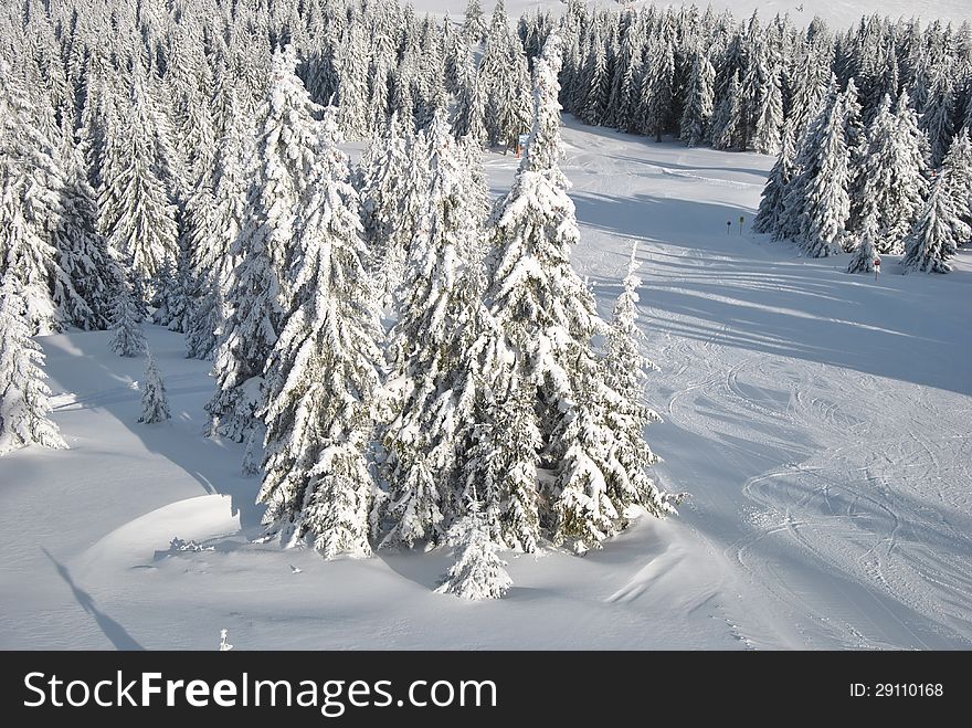 Winter look of fir forest, view from above