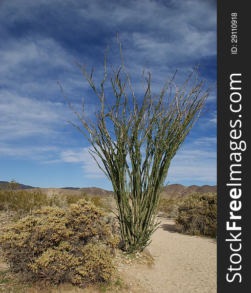 An ocotillo cactus set against the desert sky