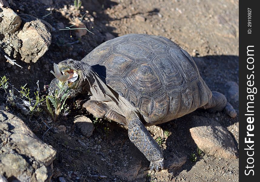 A desert tortoise eats a flowering plant. A desert tortoise eats a flowering plant