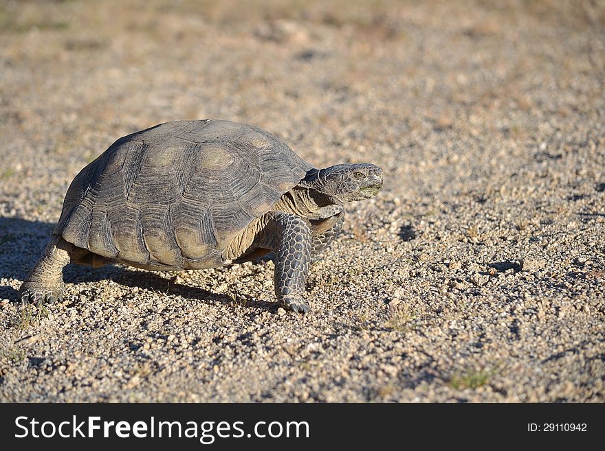 A desert tortoise as it walks in the shadows
