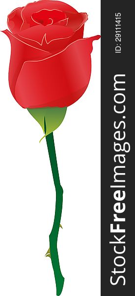 Illustration of a red rose on a white background