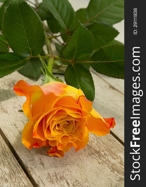 Yellow rose with red edges on the old garden table. Yellow rose with red edges on the old garden table