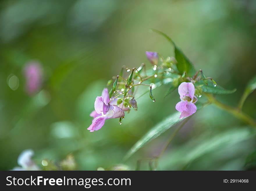 Early morning image of lavender flowers dripping with dew. Early morning image of lavender flowers dripping with dew
