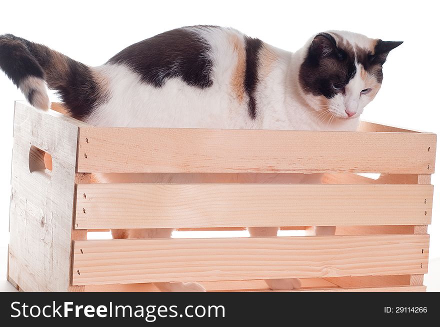 White cat inside a wooden crate standing up and looking down.  Isolated white background. White cat inside a wooden crate standing up and looking down.  Isolated white background.