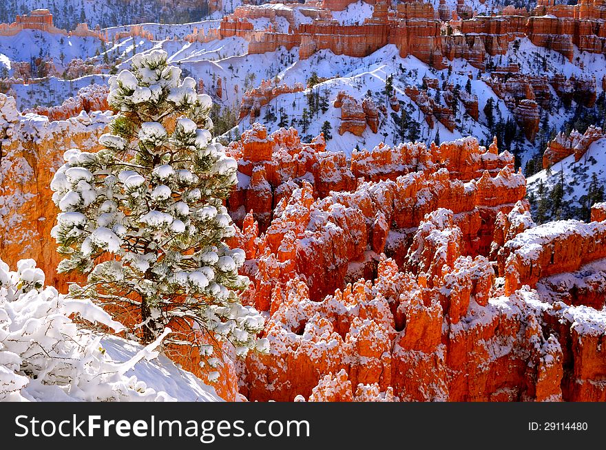 Snow covered hoodoos and pine trees