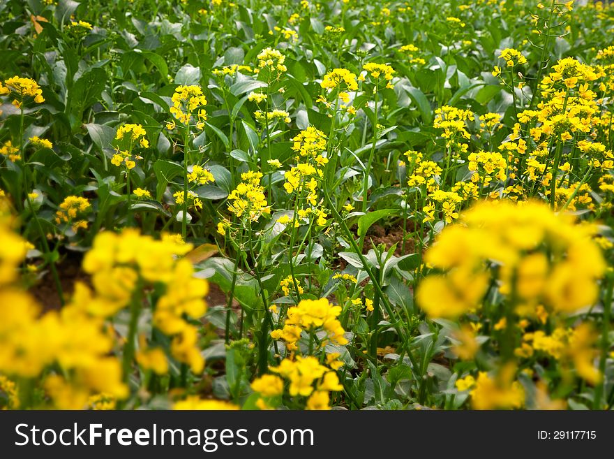 Yellow rape flowers in vegetable garden