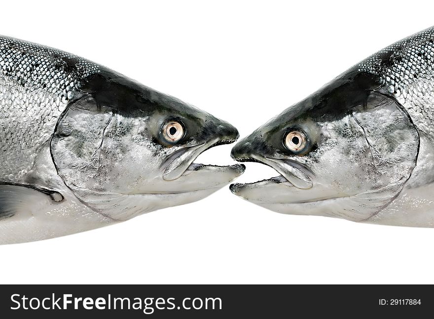 Salmon fish eat fish isolated on white. Salmon fish eat fish isolated on white