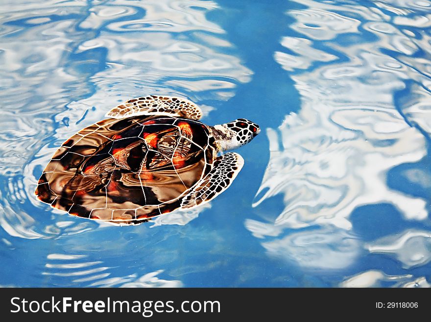 Turtle Swimming