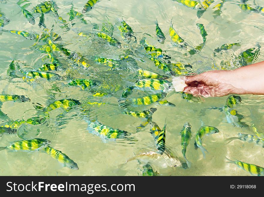 Feeding tropical fishes in the water