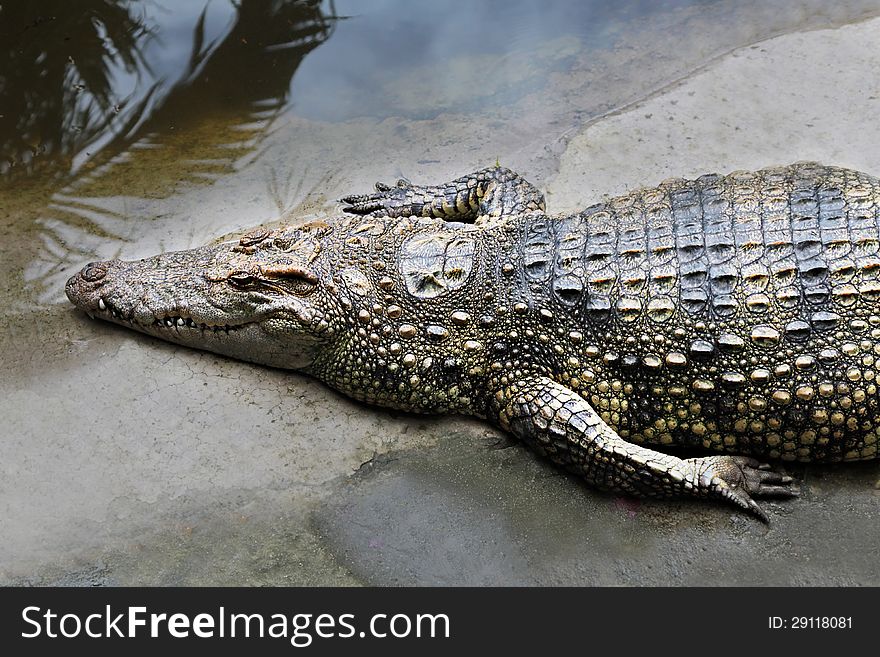 Big crocodile in the zoo