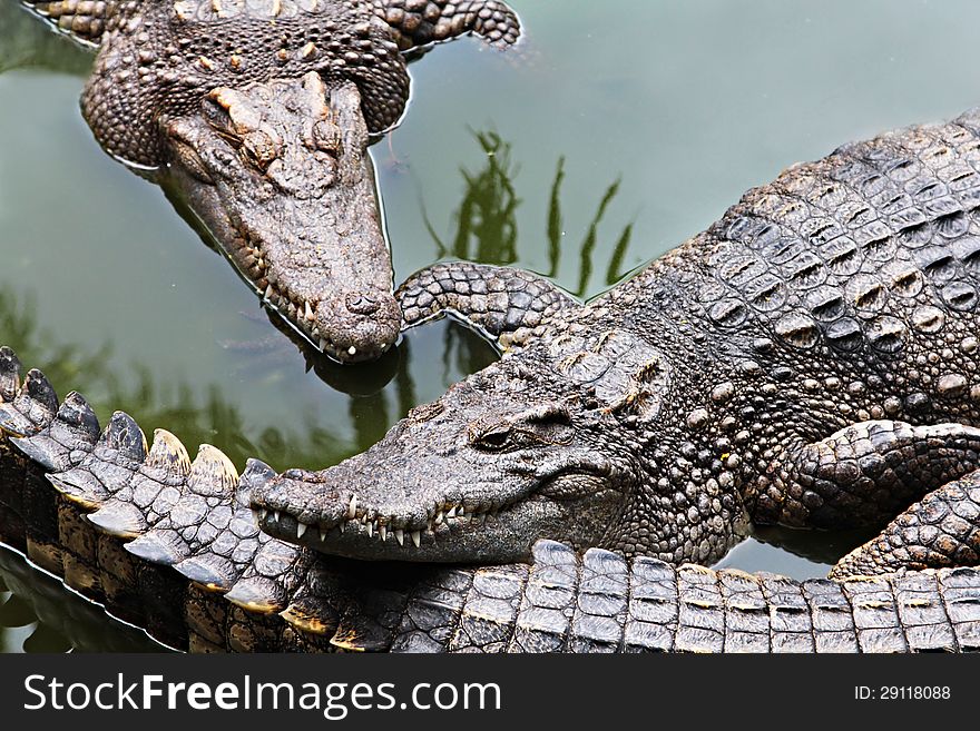 Big crocodiles in the zoo