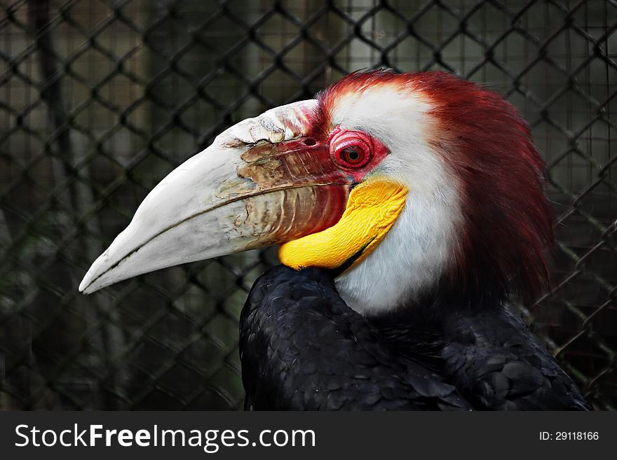 Wreathed Hornbill in the zoo