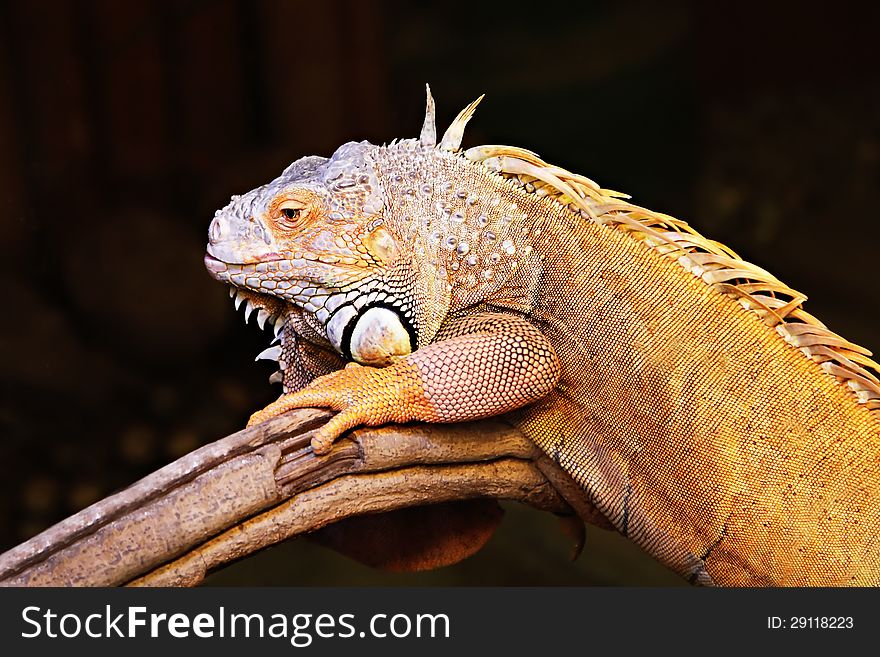 Yellow iguana sitting on the tree