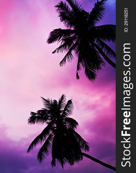 Palms on the beauty sunset sky background. Palms on the beauty sunset sky background