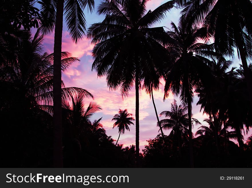 Palms on the beauty sunset sky background. Palms on the beauty sunset sky background