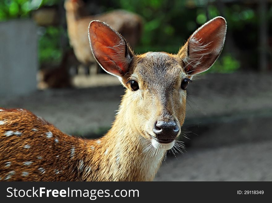 Fawn