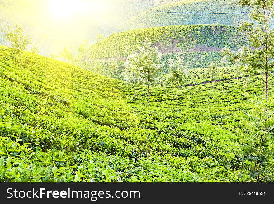 Tea plantation in Munnar, India