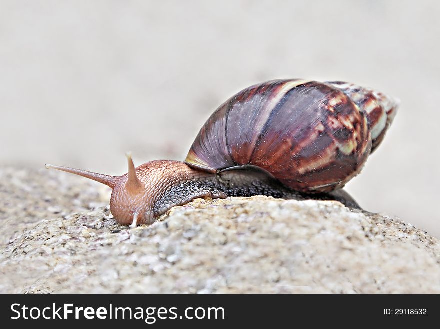 Brown snail on the stone. Brown snail on the stone