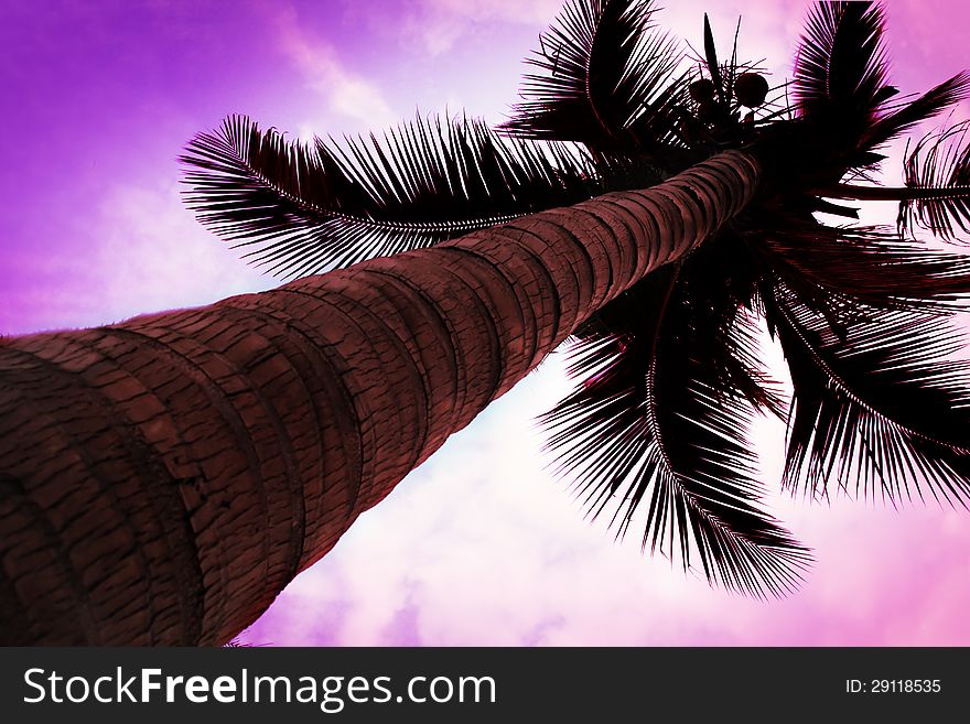 Palm on the beauty sky backgorund. Palm on the beauty sky backgorund