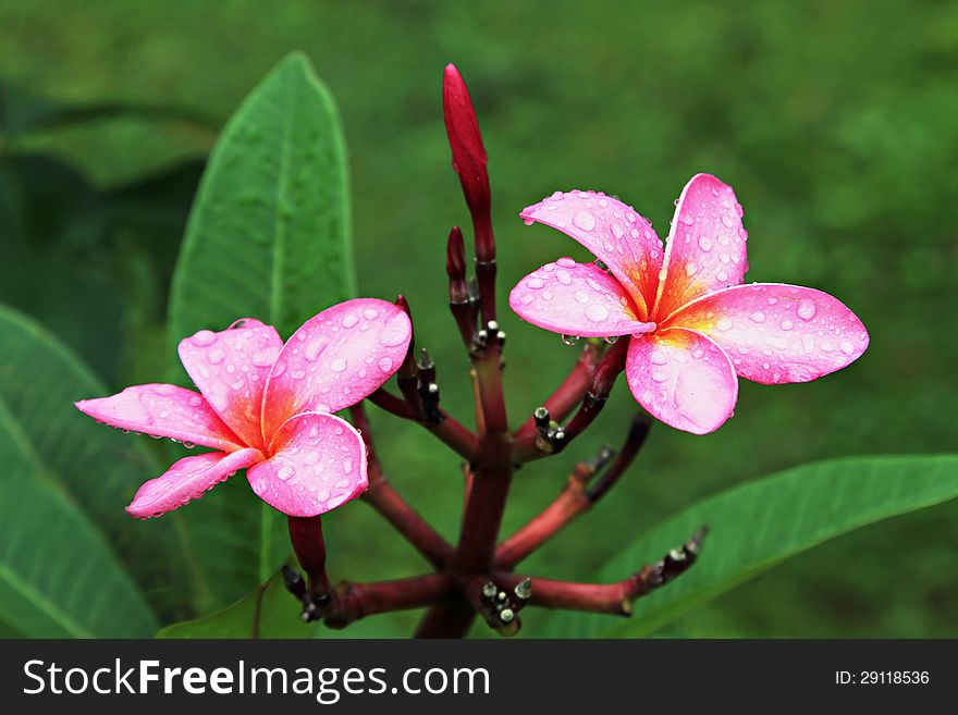 Plumeria Flower