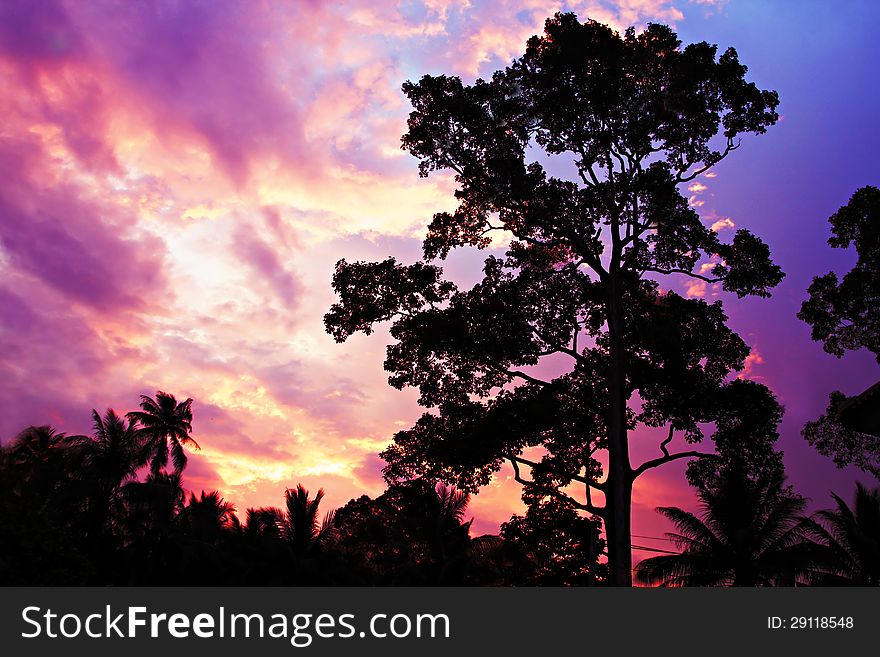 Big tree on the beauty sunset sky background