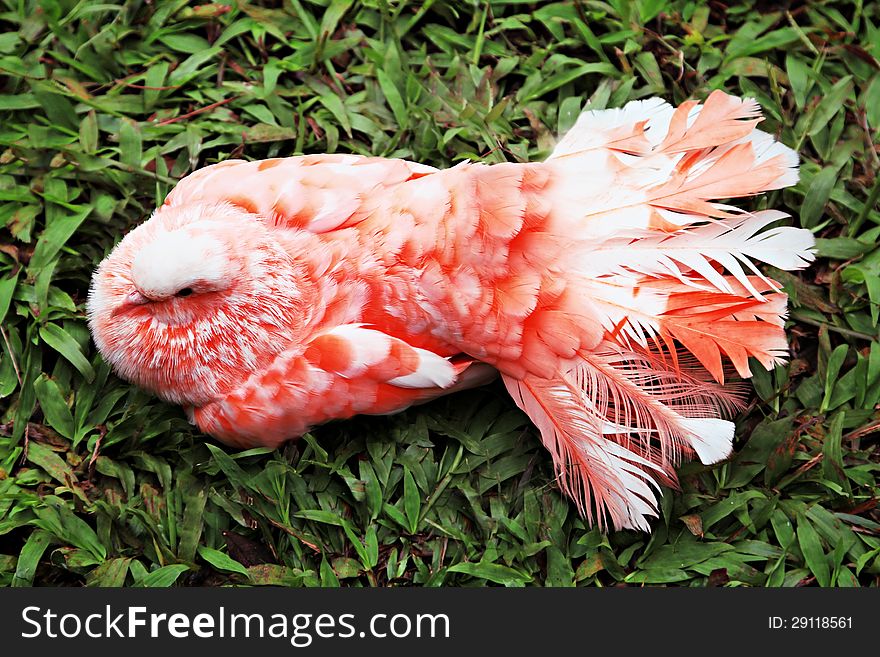 Red pigeon on the grass