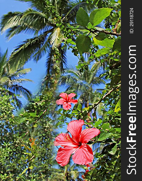 Hibiscus flower in the jungle