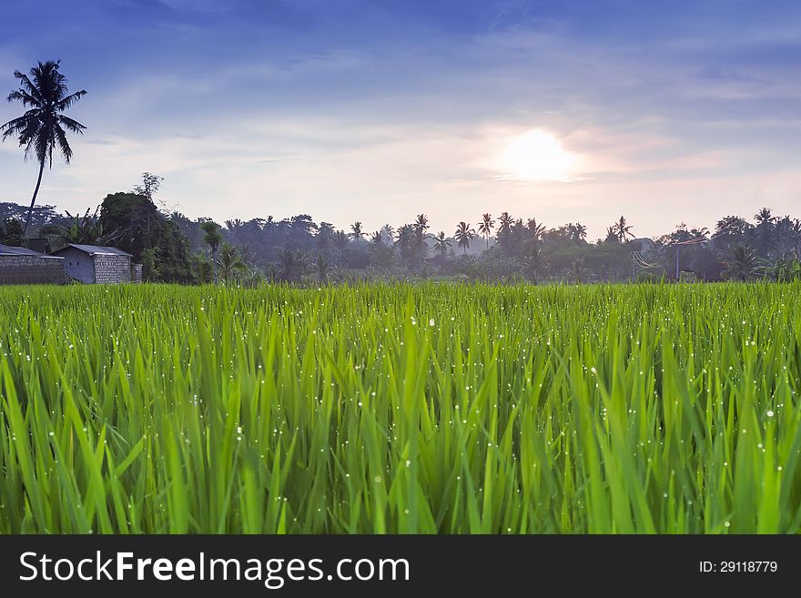 Rice field at the sunset