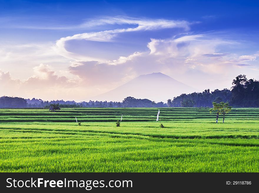 Rice field and volcano on sunrise, Bali. Rice field and volcano on sunrise, Bali