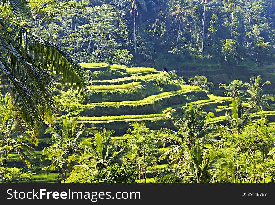 Beauty rice terrace with palms on Bali island