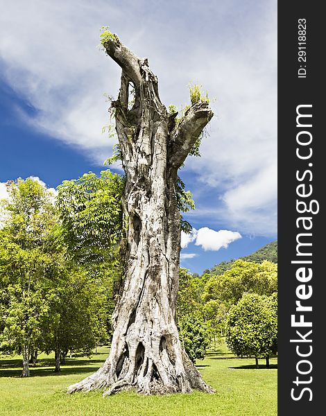 Stump of the giant banyan tree. Stump of the giant banyan tree