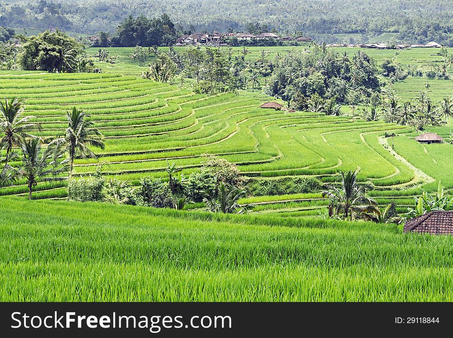 Beautiful rice terraces on Bali