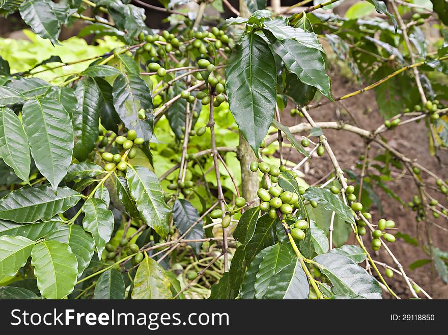 Green Coffee Berries