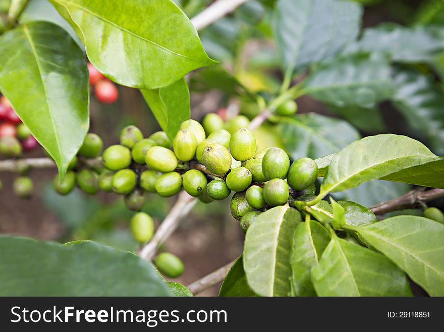 Green Coffee Berries