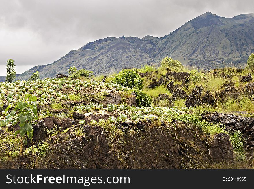 Cabbage growing on the lava