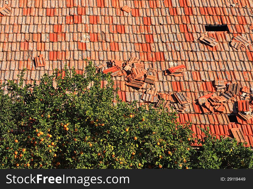 Red grungy tile roof and old orange tree background