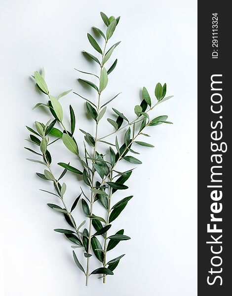 Fresh olive branch with leaves isolated on white background.